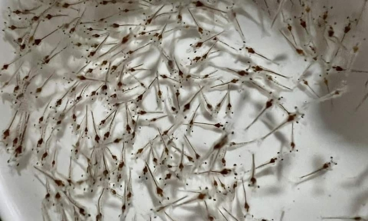 Certified shrimp seed in aquaculture pond with high survival rate